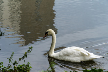 White swan in water