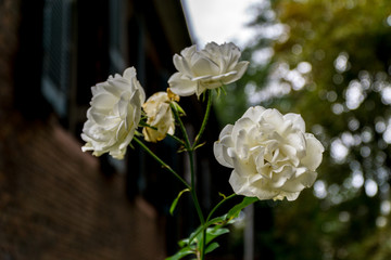 Blooming rose petals