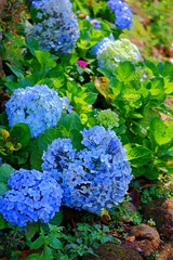 Blue Hydrangea in the garden.
