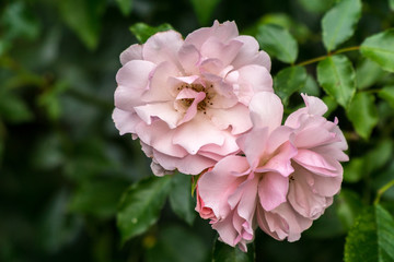 Blooming rose petals