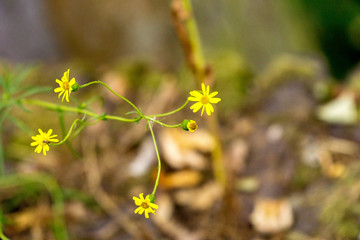Yellow flower petals