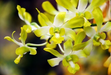Branch of a orchid in garden on a natural background.