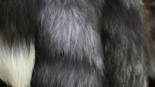 Close up of Natural black fox fur with slight movement in the wind, abstract background of a luxurious fashion.