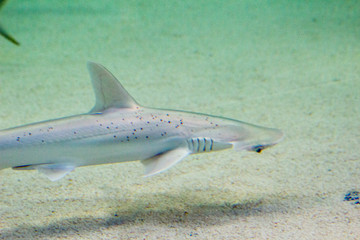 fish on the sea floor