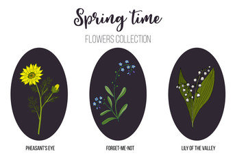 Spring flowers set lily-of-the-valley, pheasant eye, forget-me-not