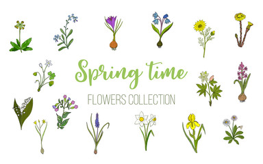 Spring flowers set crocus, muscari, wood sorrel