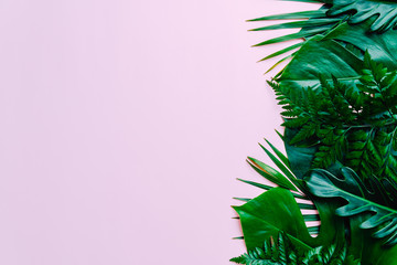 Fototapeta na wymiar Tropical palm leaves with copy space