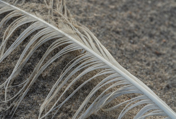 Vogelfeder am Strand