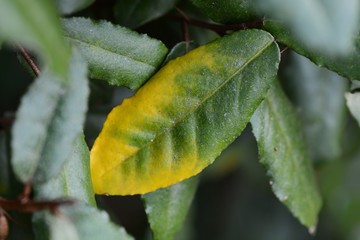 Elaeagnus pungens yellow leaves