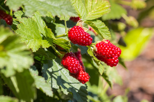 ripe loganberries on growing on loganberry bush with copy space