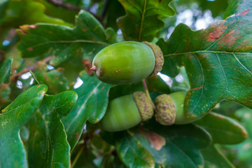 green acorns on the branch macro