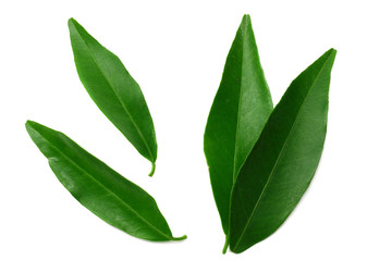 citrus leaves isolated on white background. top view. mandarin leaves. orange leaves