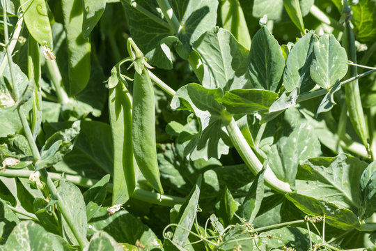 close-up of green pea plant with green pea pods growing in organic garden