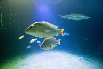 Naklejka premium fish on the sea floor