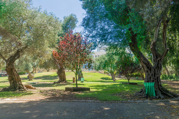 Binyamin garden, in Hadar HaCarmel