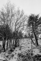 Trees with snow in winter