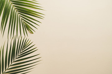 Tropical palm leaves with copy space © topntp