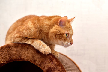 Red cat sitting in the pose of a hunter looking for prey