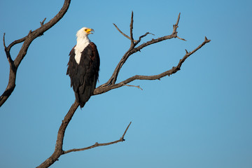 Fish Eagle sitting in tree