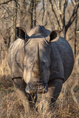 Fototapeta premium Southern White Rhino
