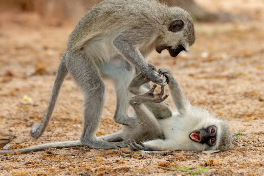 Vervet Monkeys playing