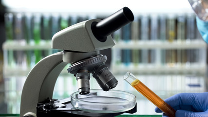 Lab assistant pouring orange liquid into Petri dish to conduct researches