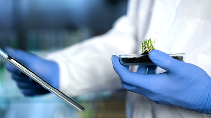 Biologist holding new sort of crops, using tablet for recording research results