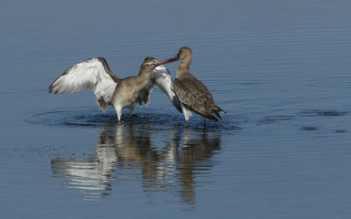 Two Black-tailed Godwit (Limosa limosa) fighting in a sea estuary in the UK.	