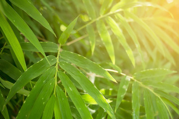 Bamboo leaves with light orange