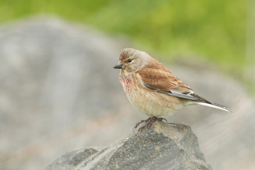 A pretty male Linnet (Carduelis cannabina) perched on a rock.