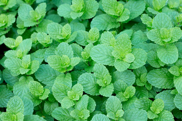 Top views of fresh Mint leaves in garden.