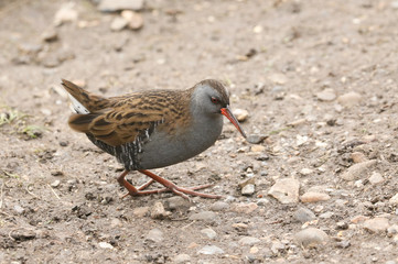 A stunning secretive Water Rail (Rallus aquaticus) searching for food along the bank of a lake.	