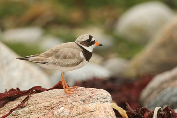 A pretty Ringed Plover (Charadrius hiaticula) perching on a rock on the shoreline in Scotland.	