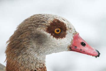 A head shot of a beautiful Egyptian goose (Alopochen aegyptiacus) feeding on the bank of a lake in winter with snowflakes on its beak and a backdrop of snow.