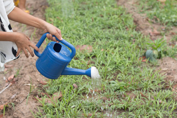 Watering the plants from a watering can
