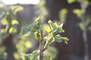 branch of a tree