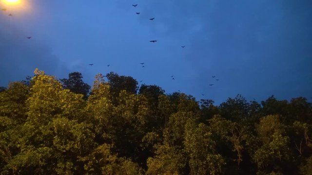 It's dusk and Fruit Bats (Chiroptera, Suborder) leave the mangrove in search of ... Fruit! 