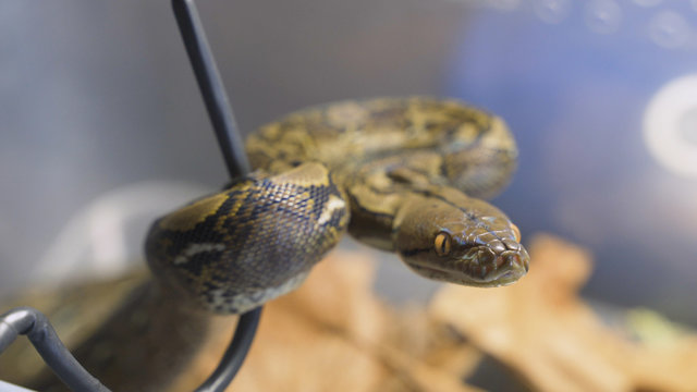 Snakes crawling in a terrarium