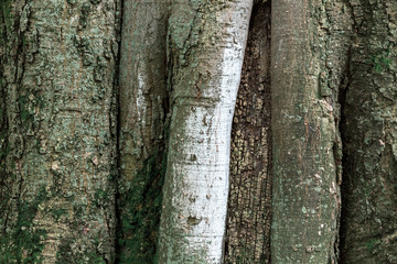 A thick, old wood tree covered with moss.