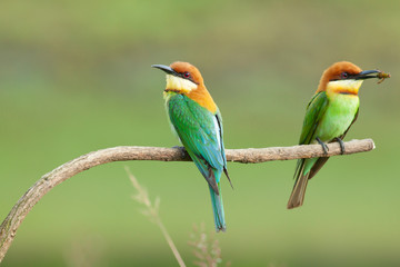 chestnut-headed bee-eater. Merops leschenaulti, or bay-headed bee-eater, is a near passerine bird in  bee-eater family Meropidae. It is a resident breeder in  Indian subcontinent &adjoinining regions 