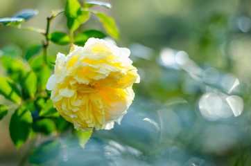yellow rose in garden