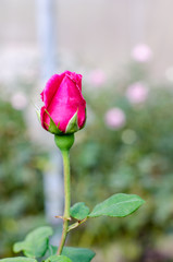 pink rose in the garden