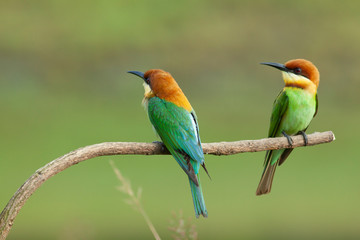 chestnut-headed bee-eater. Merops leschenaulti, or bay-headed bee-eater, is a near passerine bird in  bee-eater family Meropidae. It is a resident breeder in  Indian subcontinent &adjoinining regions 