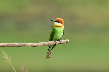 chestnut-headed bee-eater. Merops leschenaulti, or bay-headed bee-eater, is a near passerine bird in  bee-eater family Meropidae. It is a resident breeder in  Indian subcontinent &adjoinining regions 