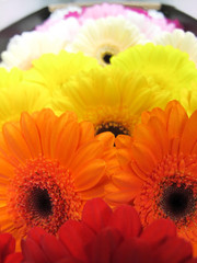 Colorful gerbera flowers. Beautiful macro close-up gerbera bouquet from Holland auction Alsmeer.
