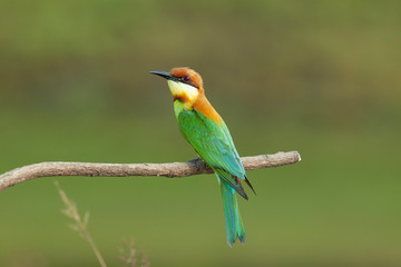 chestnut-headed bee-eater. Merops leschenaulti, or bay-headed bee-eater, is a near passerine bird in the bee-eater family Meropidae. It is a resident breeder in  Indian subcontinent &adjoining regiion