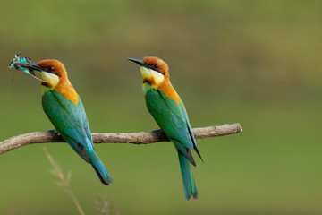 chestnut-headed bee-eater. Merops leschenaulti, or bay-headed bee-eater, is a near passerine bird in the bee-eater family Meropidae. It is a resident breeder in  Indian subcontinent &adjoining regiion