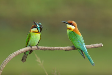 chestnut-headed bee-eater. Merops leschenaulti, or bay-headed bee-eater, is a near passerine bird in the bee-eater family Meropidae. It is a resident breeder in  Indian subcontinent &adjoining regiion
