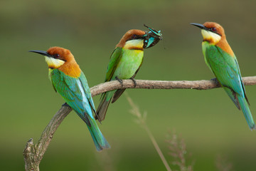 chestnut-headed bee-eater. Merops leschenaulti, or bay-headed bee-eater, is a near passerine bird in the bee-eater family Meropidae. It is a resident breeder in  Indian subcontinent &adjoining regiion