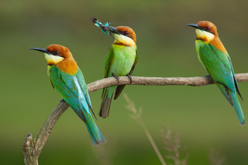 chestnut-headed bee-eater. Merops leschenaulti, or bay-headed bee-eater, is a near passerine bird in the bee-eater family Meropidae. It is a resident breeder in  Indian subcontinent &adjoining regiion